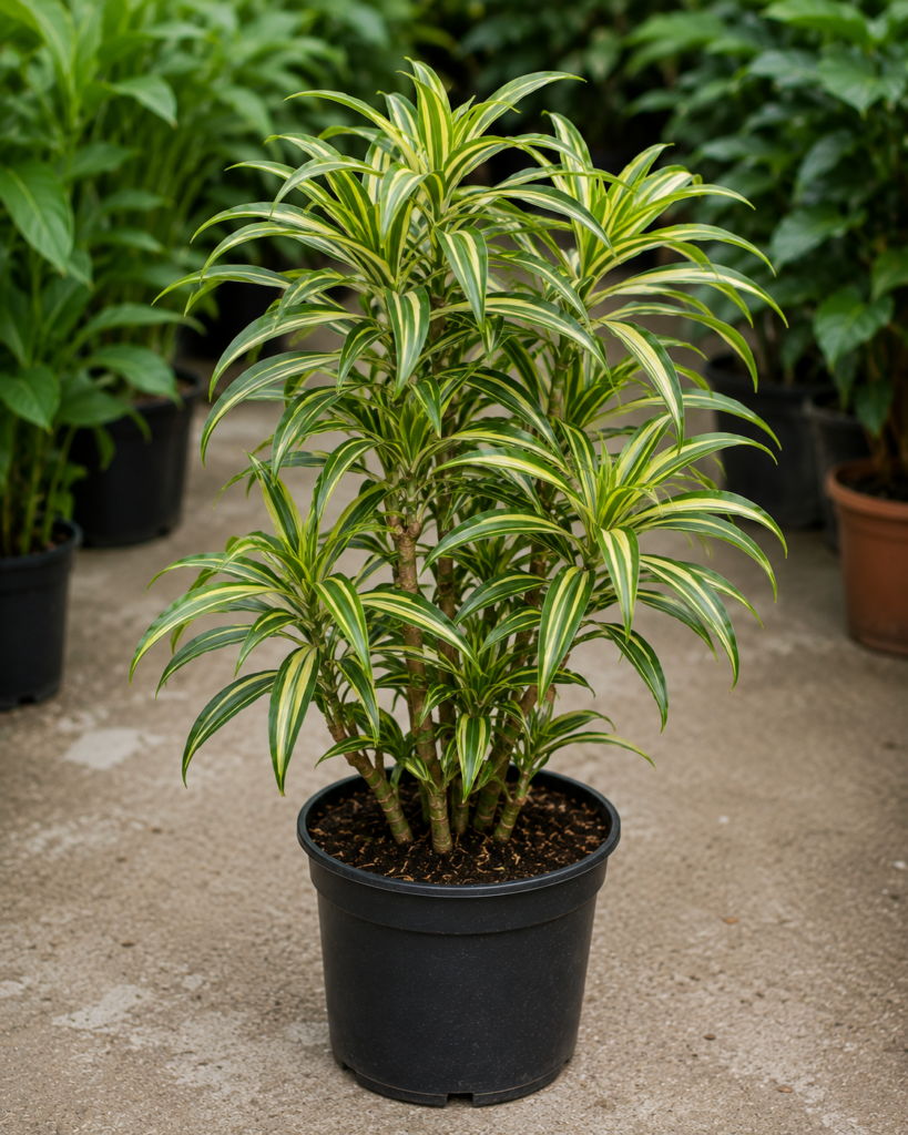 Dracaena reflexa – Pleomele