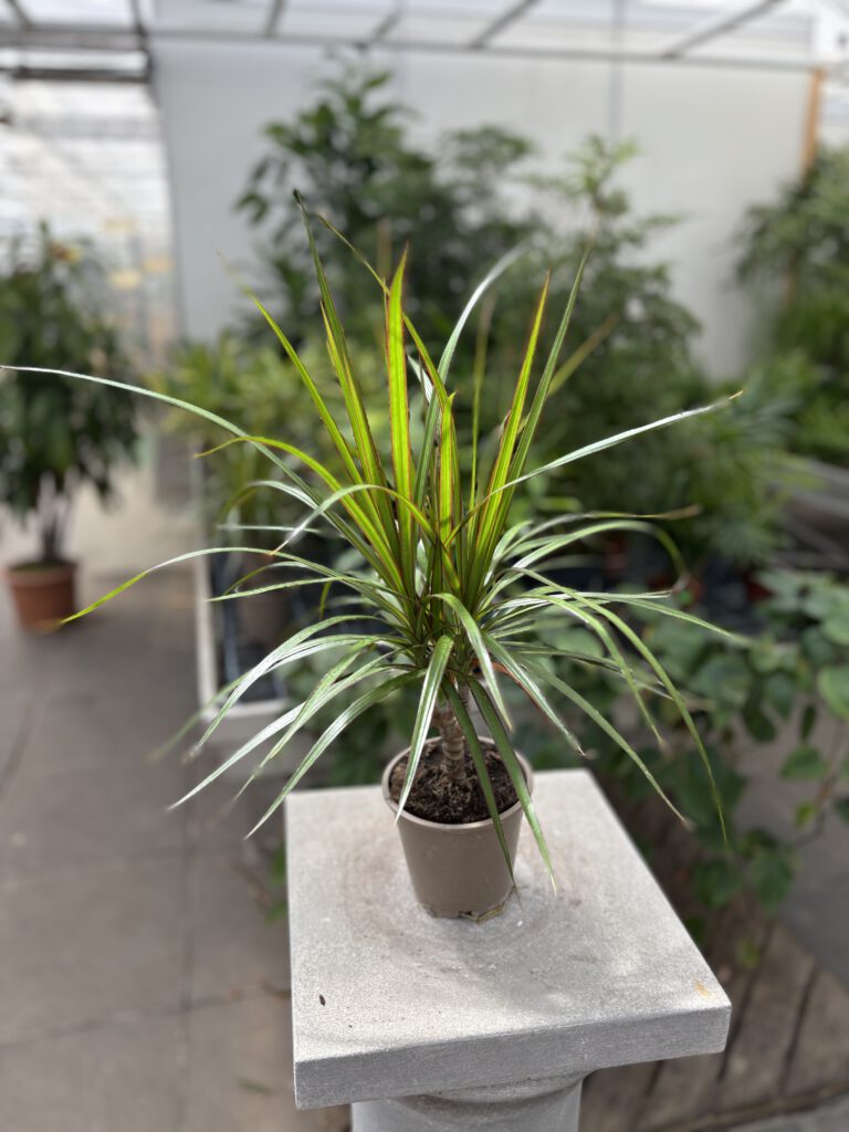 Dracaena marginata – Drachenbaum mit schmalen grün-roten Blättern