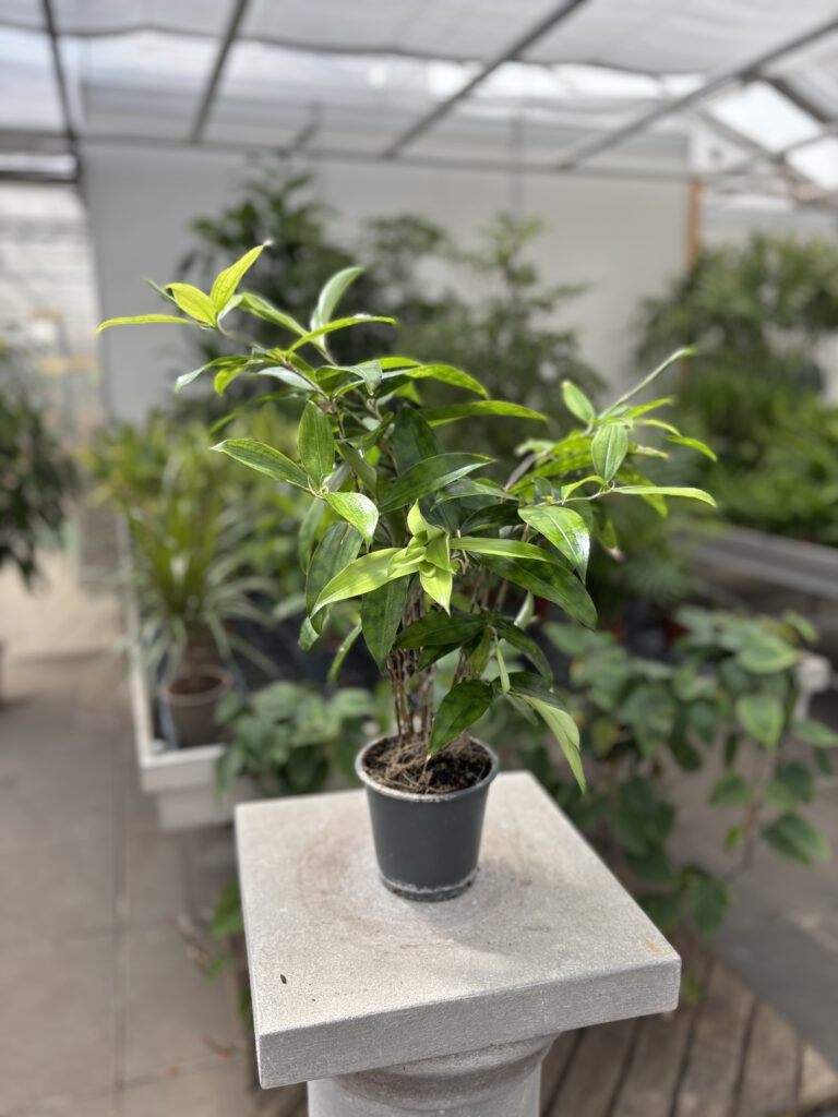 Dracaena surculosa – Goldstaub-Drachenbaum