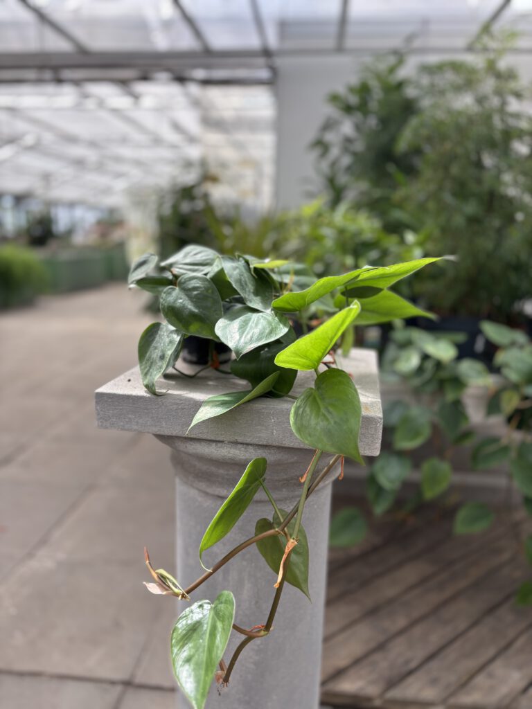 Philodendron hederaceum – Herzblatt-Philodendron