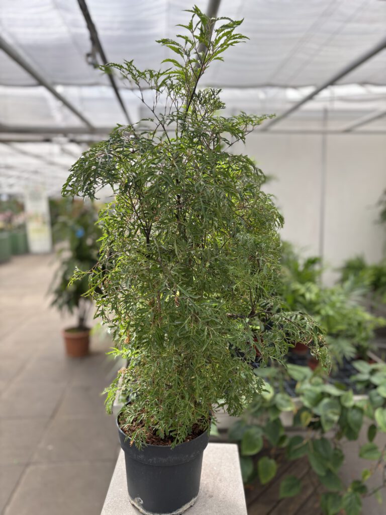 Polyscias fruticosa – Ming-Aralie mit fein gefiederten grünen Blättern