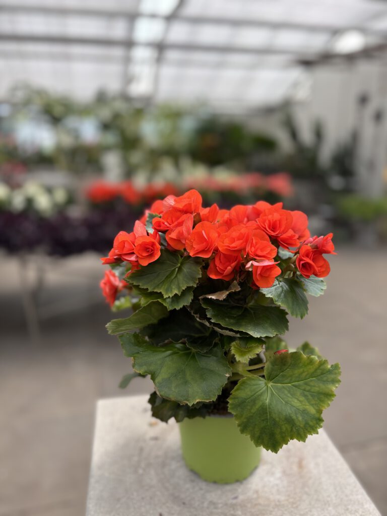 Begonia × hiemalis – Elatior-Begonie
