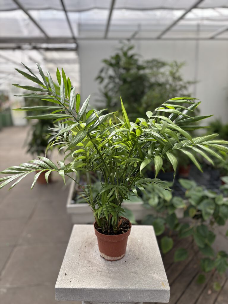 Chamaedorea elegans – Bergpalme mit filigranen grünen Wedeln