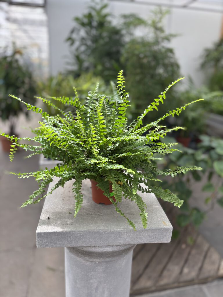 Nephrolepis exaltata – Schwertfarn mit langen, überhängenden grünen Wedeln