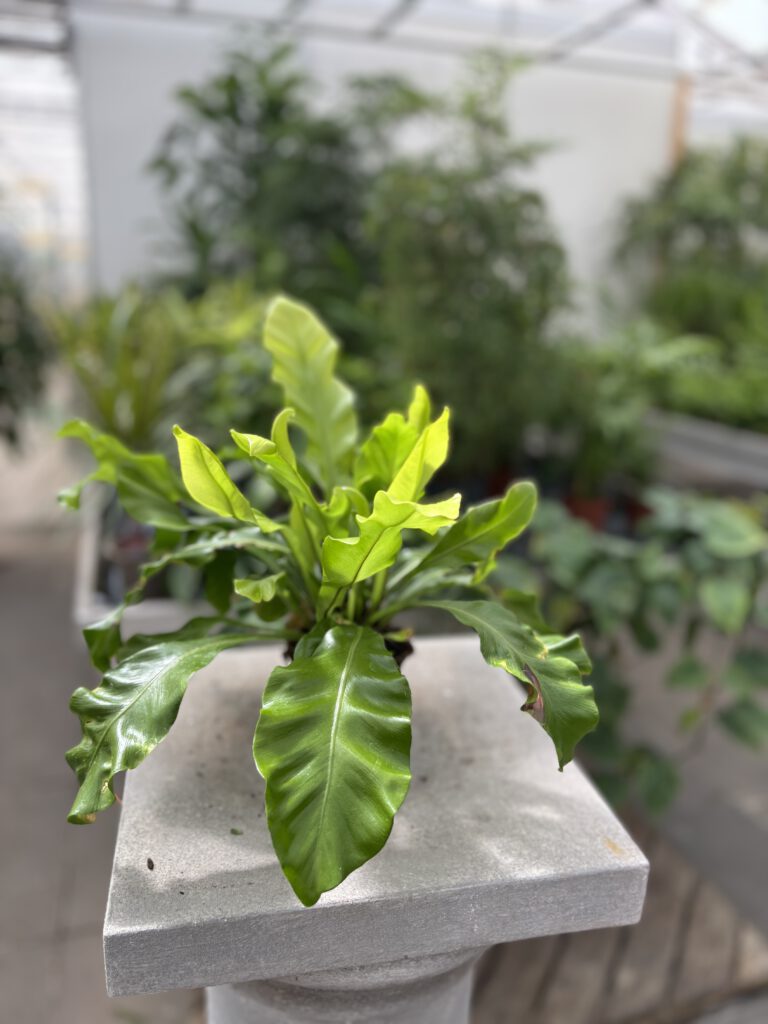 Asplenium nidus – Nestfarn mit großen hellgrünen glänzenden Wedeln