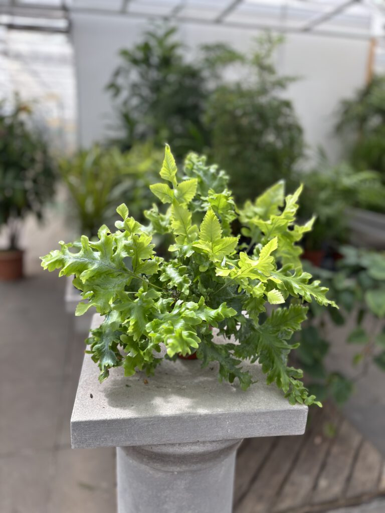 Phlebodium aureum – Goldtüpfelfarn mit blaugrünen tief gelappten Wedeln