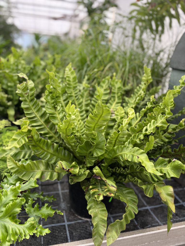 Asplenium scolopendrium – Hirschzungenfarn mit langen glänzenden grünen Wedeln