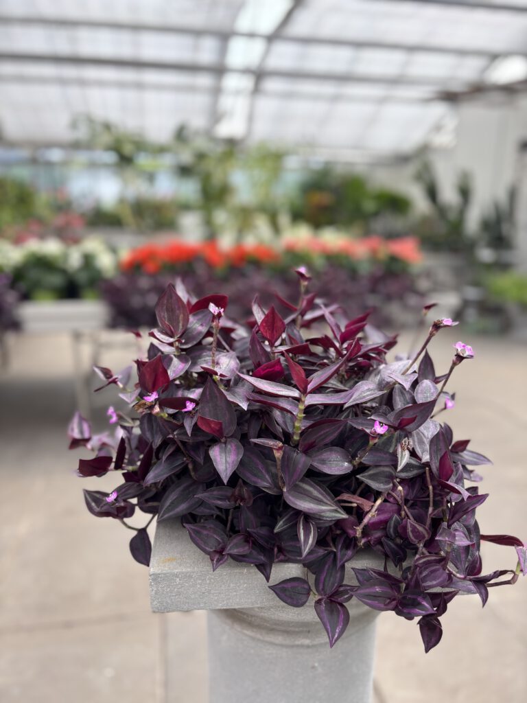 Tradescantia zebrina – Zebrakraut mit silbrig-violetten gestreiften Blättern