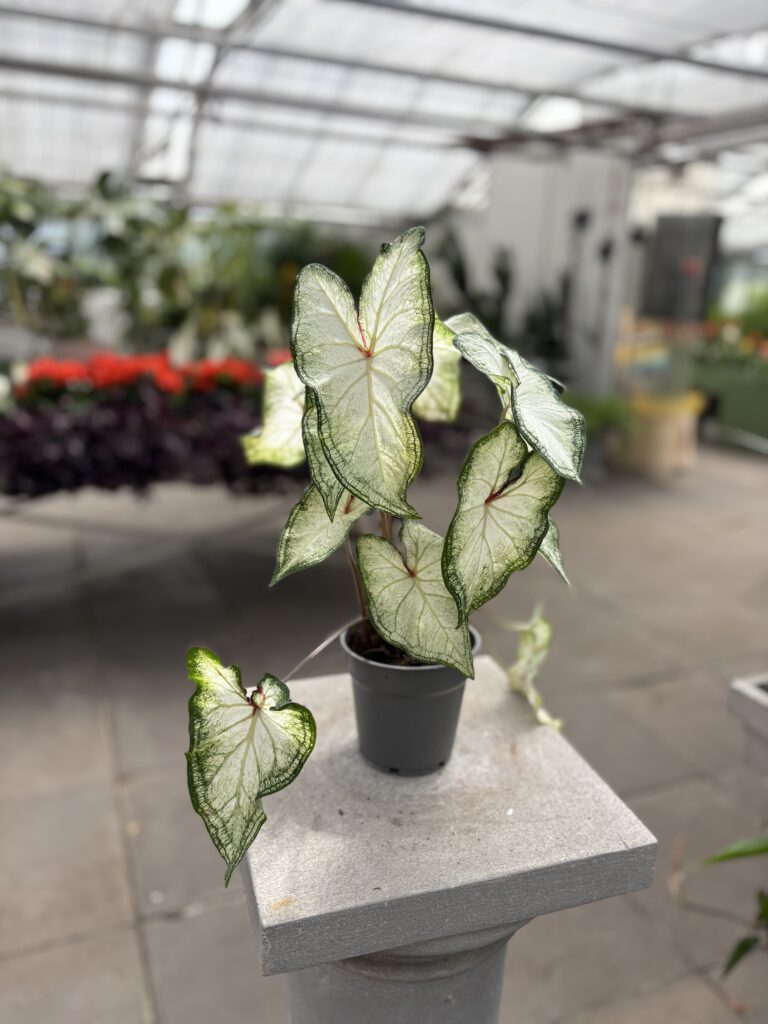 Caladium bicolor – Buntblatt mit rot, weiß und grün gemusterten Blättern