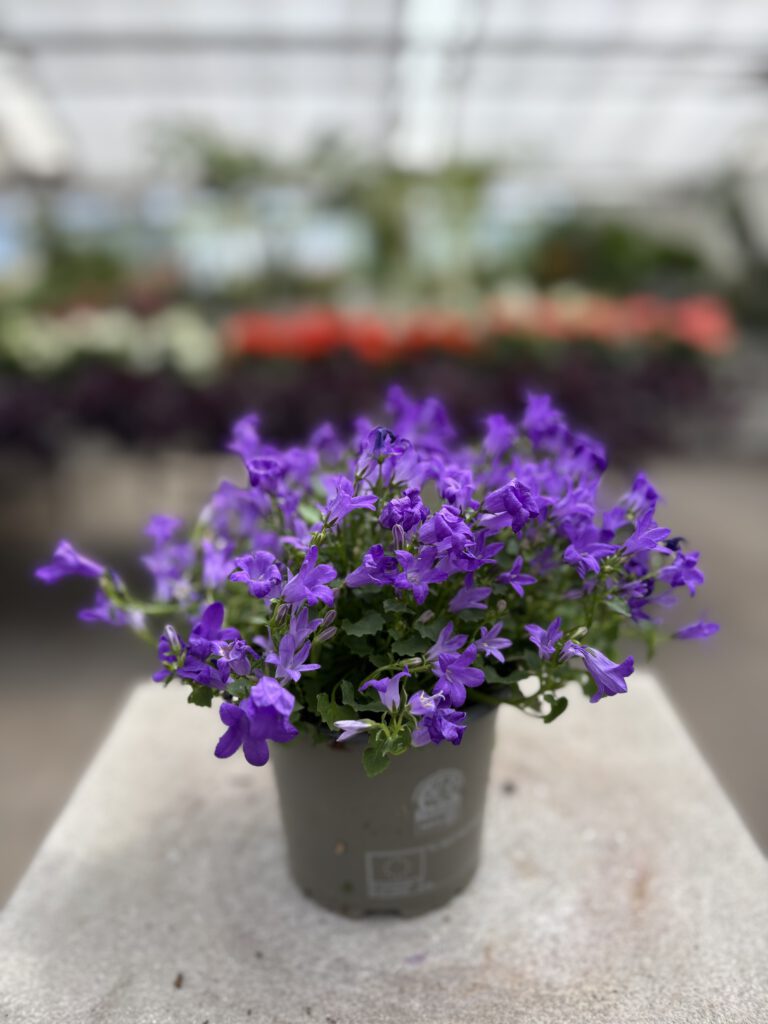 Campanula portenschlagiana – Dalmatiner-Glockenblume mit zahlreichen violettblauen Blüten