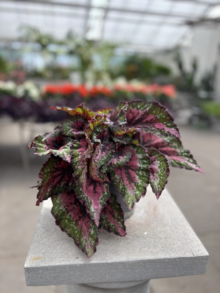 Begonia rex – Blattbegonie mit silber, grün und rot gemusterten Blättern