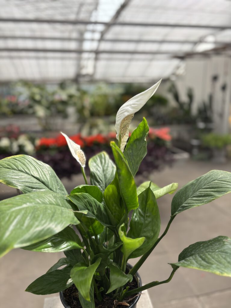 Spathiphyllum cochlearispathum – Einblatt mit weißen Blüten und glänzend grünen Blättern