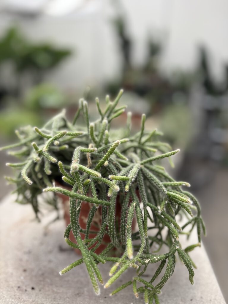 Rhipsalis baccifera subsp. horrida – Korallenkaktus mit langen verzweigten grünen Trieben
