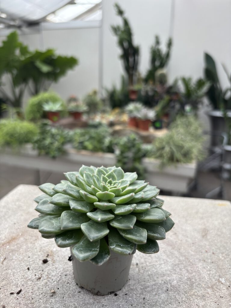 Echeveria – dekorative Sukkulente mit symmetrischer Blattrosette