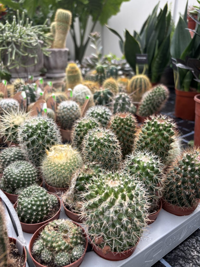 Mammillaria spinosissima – dicht bedornter Kugelkaktus mit rosa Blütenkranz
