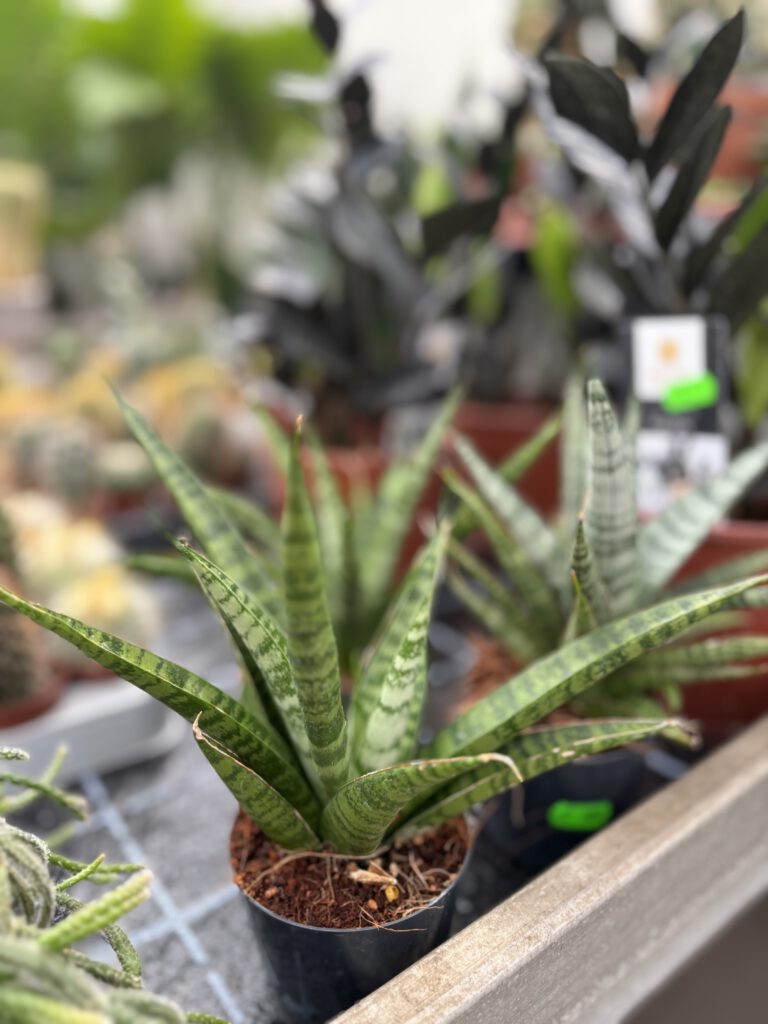 Sansevieria suffruticosa – aufrecht wachsender Bogenhanf mit schmalen sukkulenten Blättern