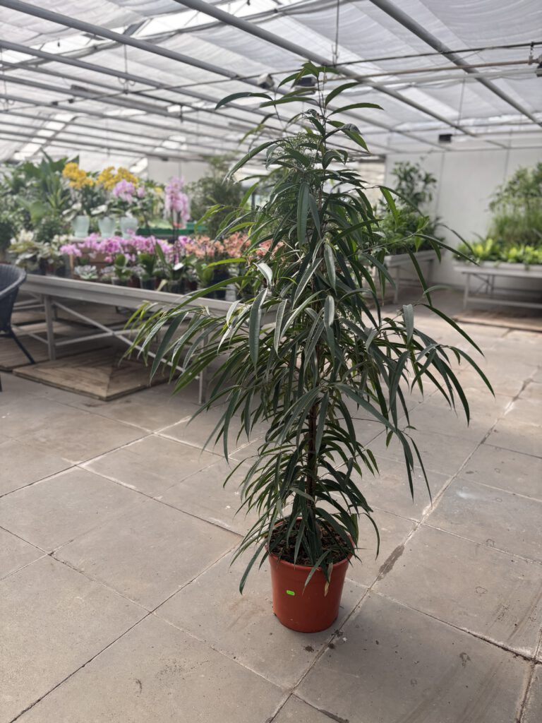 Ficus binnendijkii – Langblattfeige
