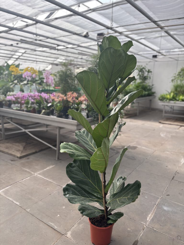 Ficus lyrata – Geigenfeige
