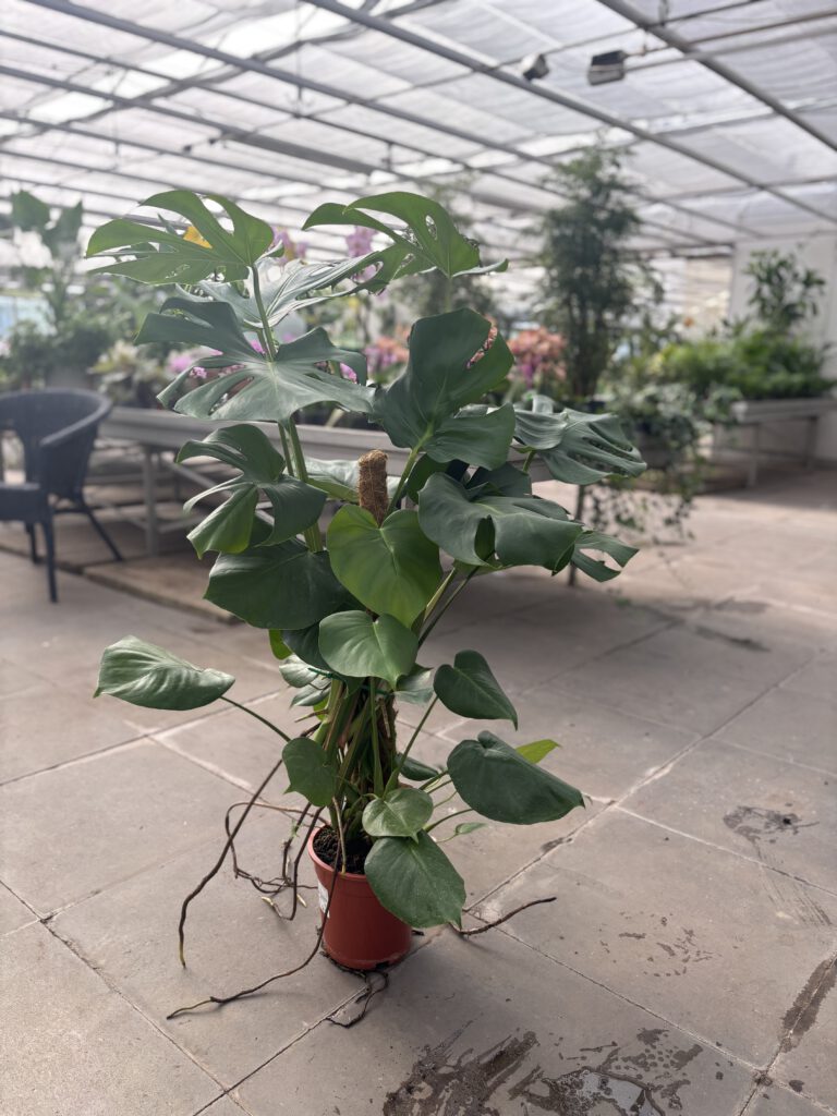Monstera deliciosa – Fensterblatt