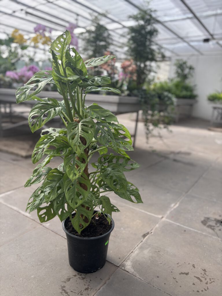 Monstera obliqua mit stark durchbrochenen Blättern