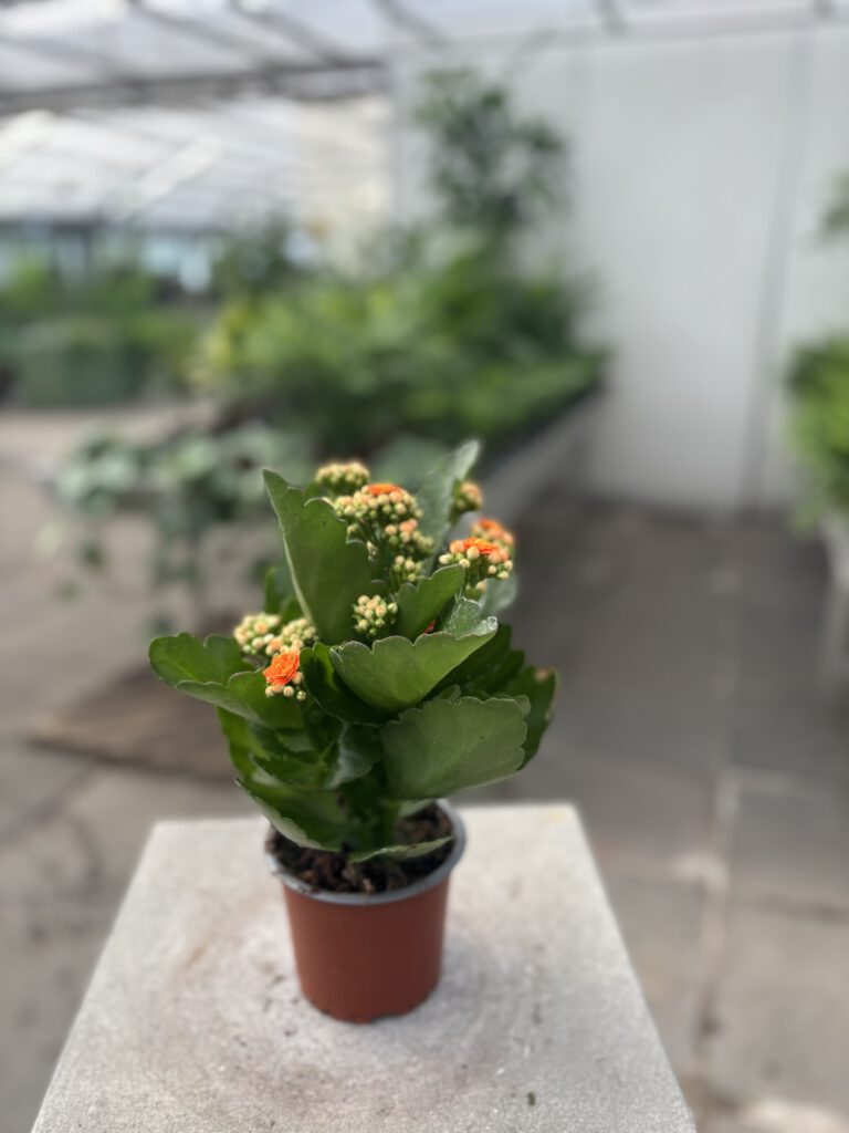 Kalanchoe blossfeldiana – Flammendes Käthchen