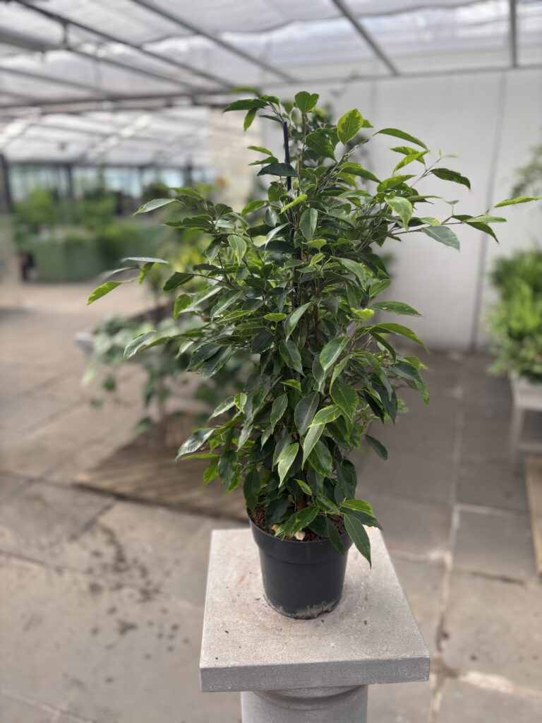Ficus benjamina – Birkenfeige