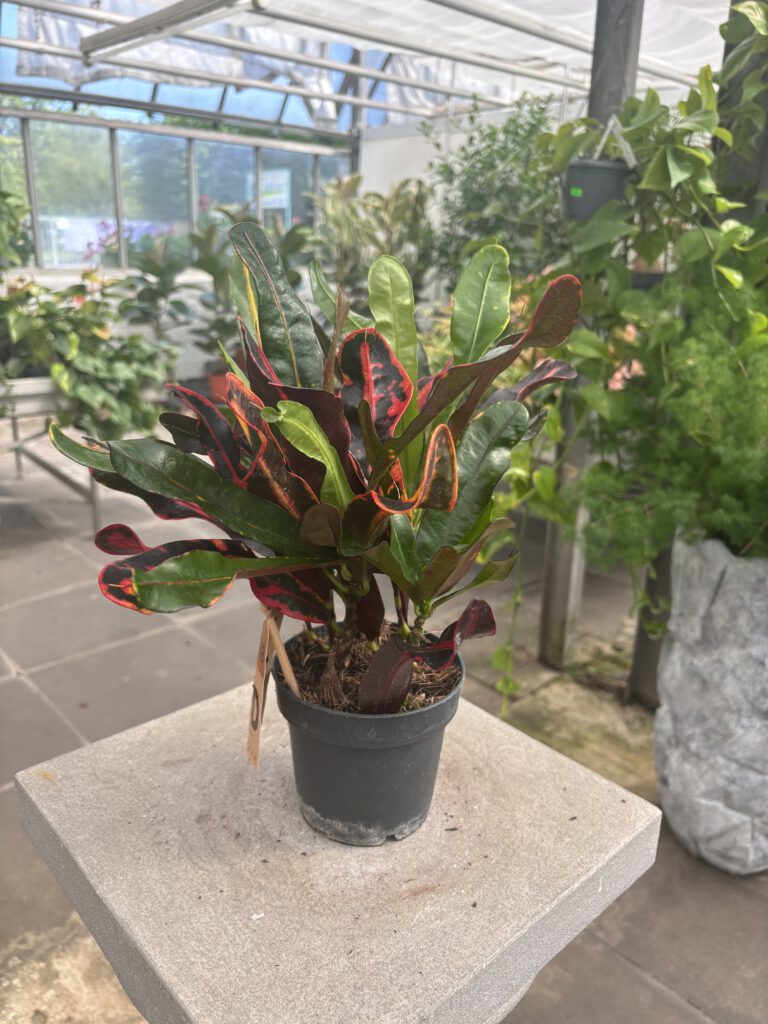 Codiaeum variegatum – Kroton