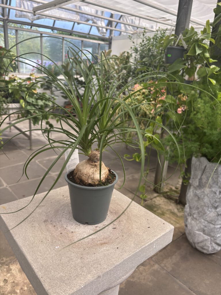 Beaucarnea recurvata – Elefantenfuß