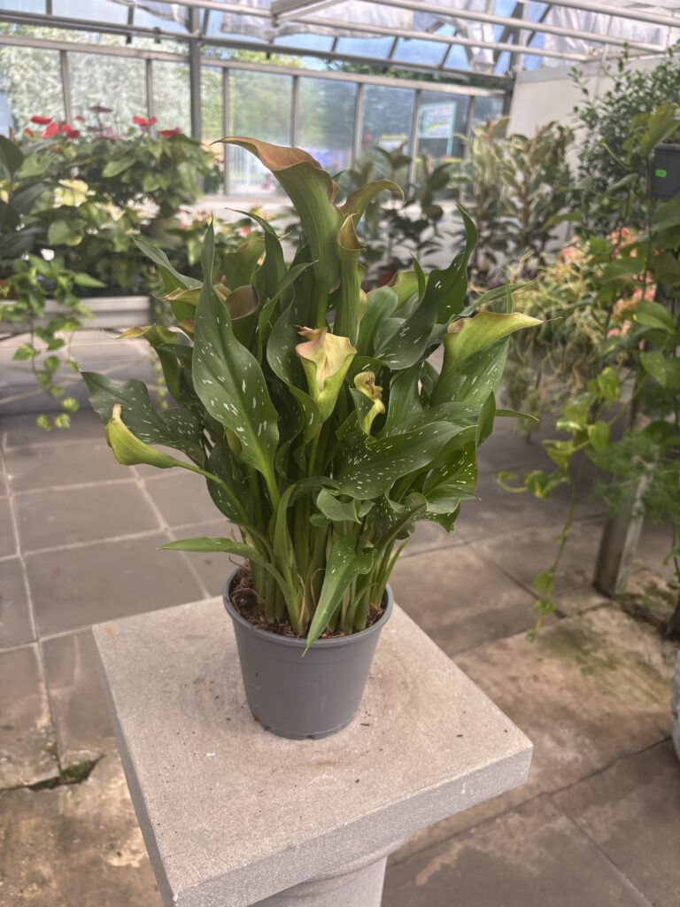 Zantedeschia albomaculata – Zimmer-Kalla mit eleganten weißen trichterförmigen Blüten und gefleckten grünen Blättern