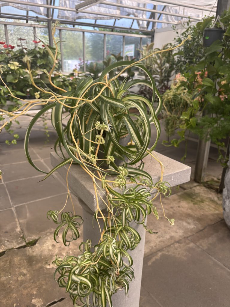Chlorophytum comosum – Grünlilie mit langen grün-weiß gestreiften Blättern und Kindeln