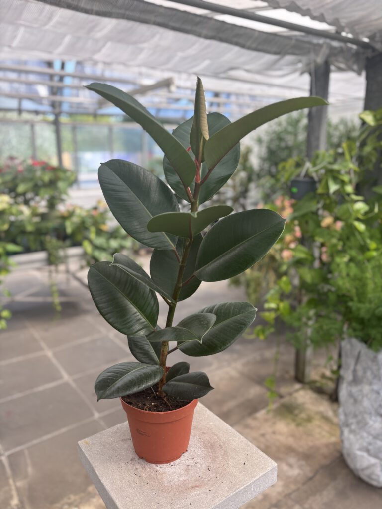 Ficus elastica – Gummibaum