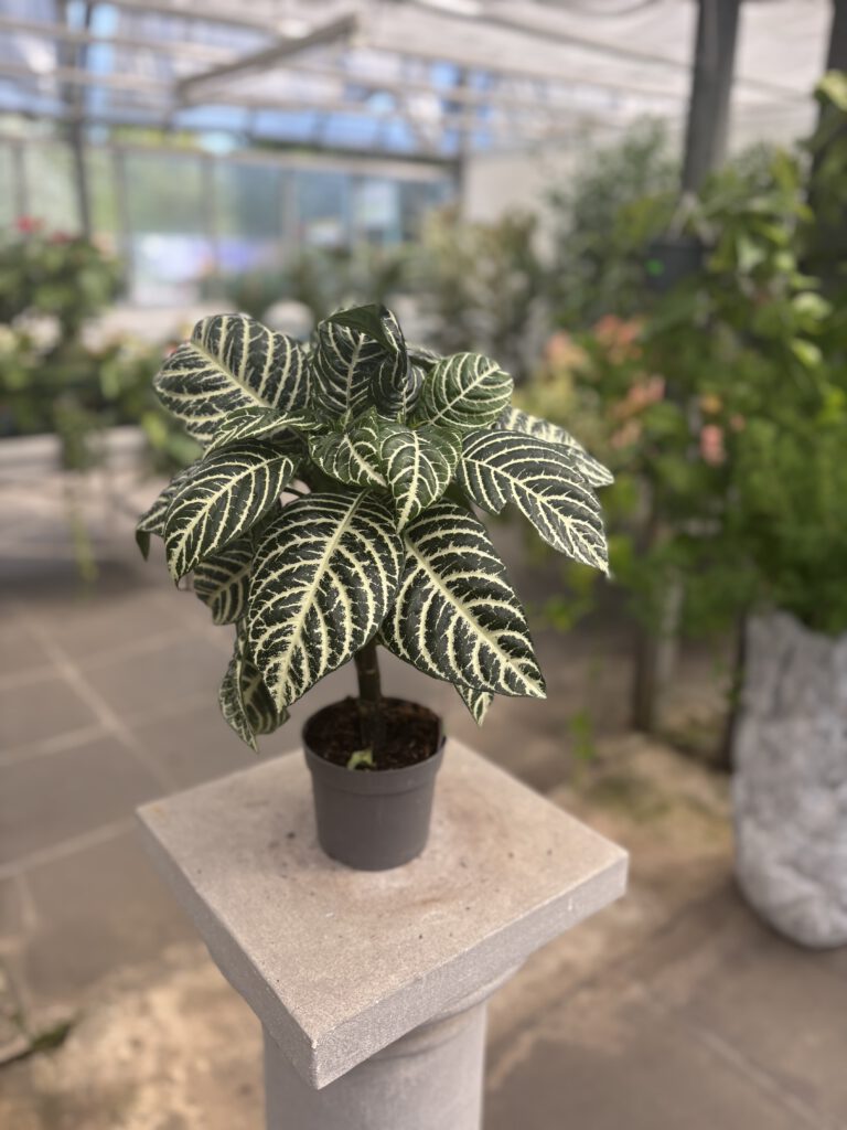 Aphelandra squarrosa – Zebrapflanze mit dunkelgrünen Blättern und weißen Blattadern sowie gelben Blütenständen