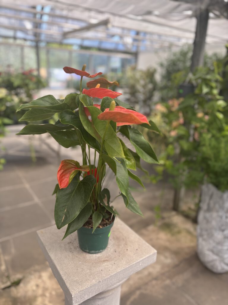 Anthurium andraeanum – Flamingoblume mit glänzenden herzförmigen Blättern und roten Hochblättern