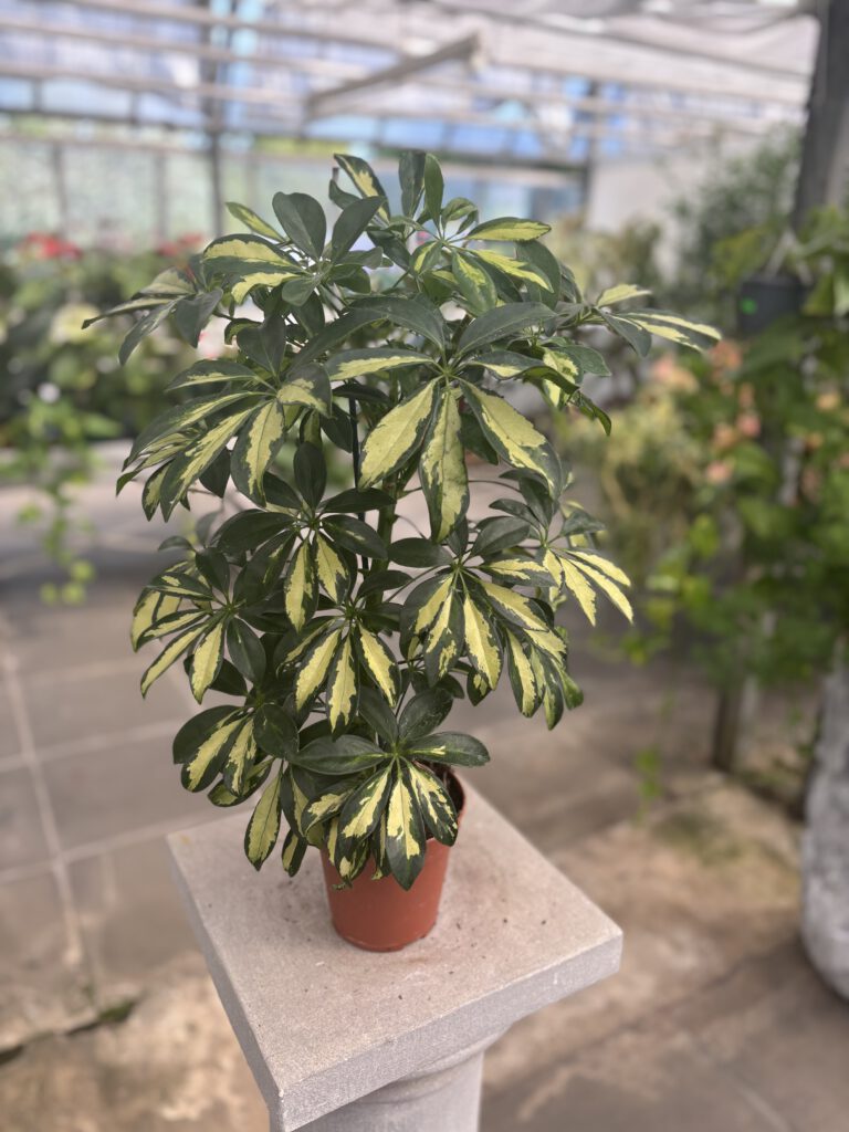 Schefflera arboricola – Strahlenaralie