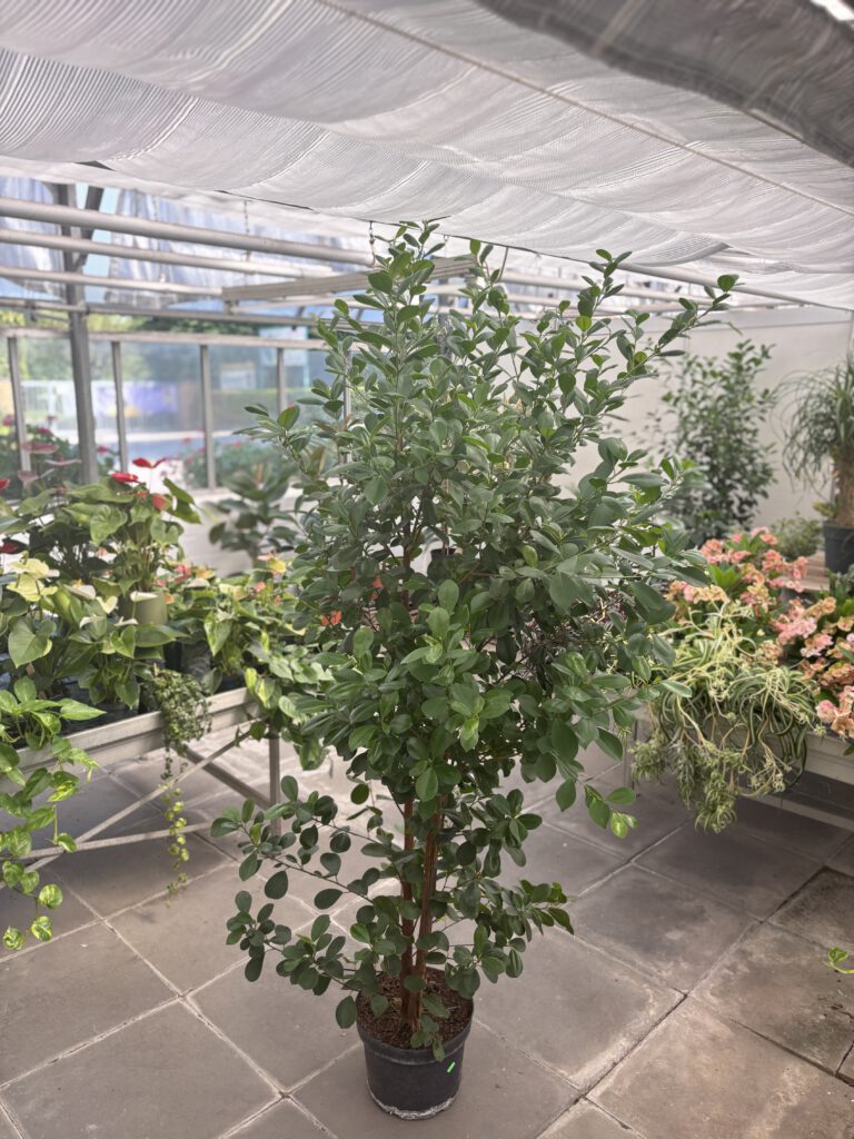 Ficus microcarpa – Lorbeerfeige