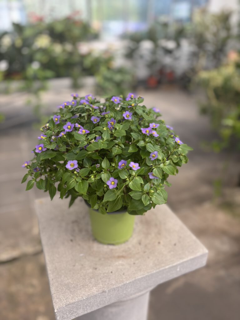 Exacum affine – Persisches Veilchen mit zahlreichen violettblauen Blüten