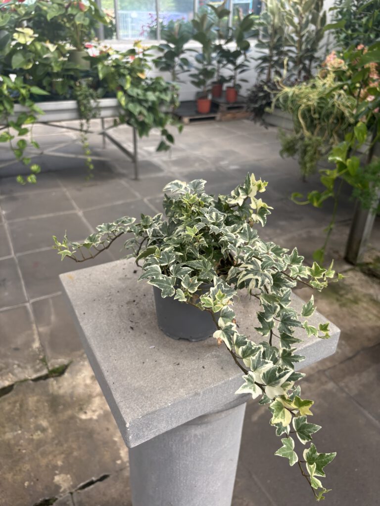 Hedera helix – Gemeiner Efeu mit dekorativen grünen Klettertrieben