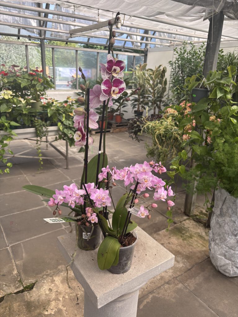 Phalaenopsis – Schmetterlingsorchidee mit eleganten Blüten und kräftigen grünen Blättern