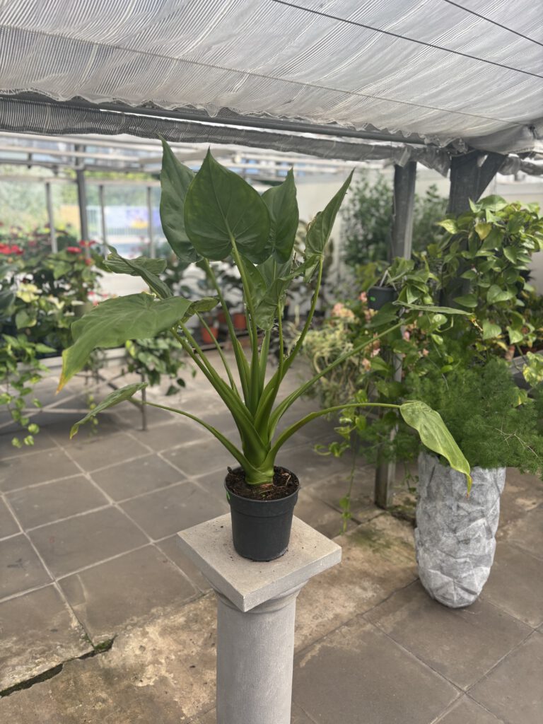 Alocasia cucullata – tropische Zimmerpflanze mit großen glänzenden herzförmigen Blättern