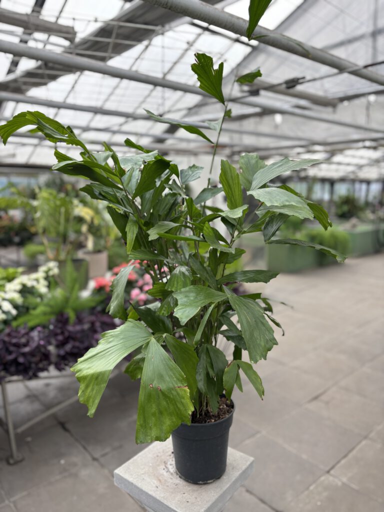 Caryota mitis – Fischschwanzpalme mit charakteristischen gezackten fischschwanzförmigen Wedeln