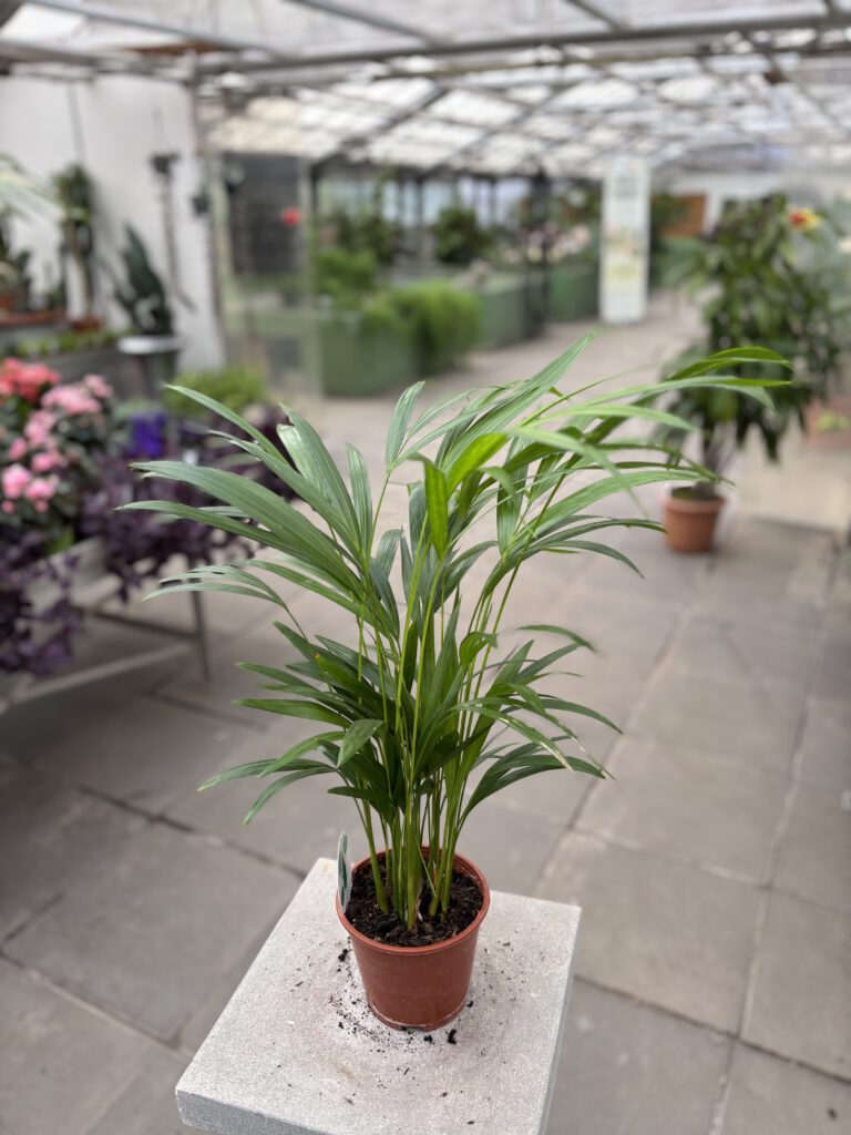 Dypsis lutescens – Goldfruchtpalme mit mehreren schlanken Stämmen und fein gefiederten grünen Wedeln