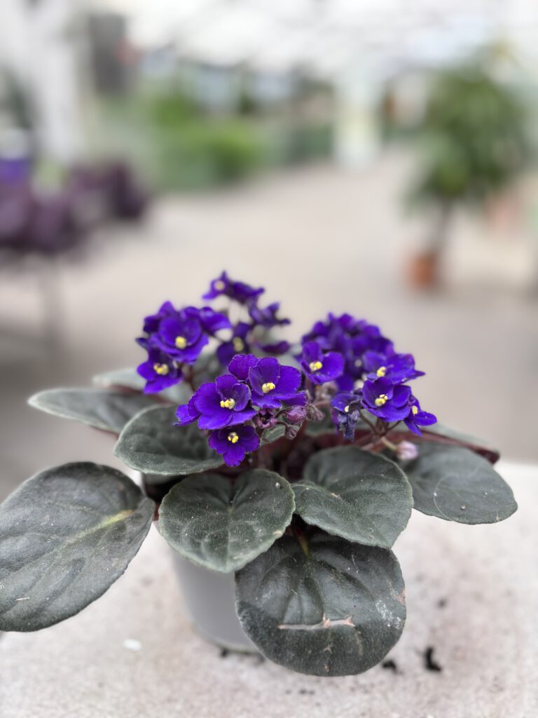 Saintpaulia ionantha mit samtigen grünen Blättern und violetten Blüten