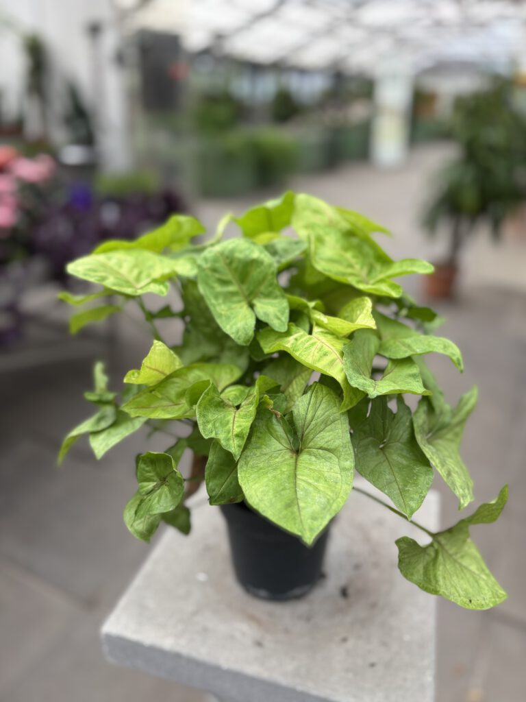 Syngonium podophyllum mit dekorativen pfeilförmigen grün-weiß panaschierten Blättern