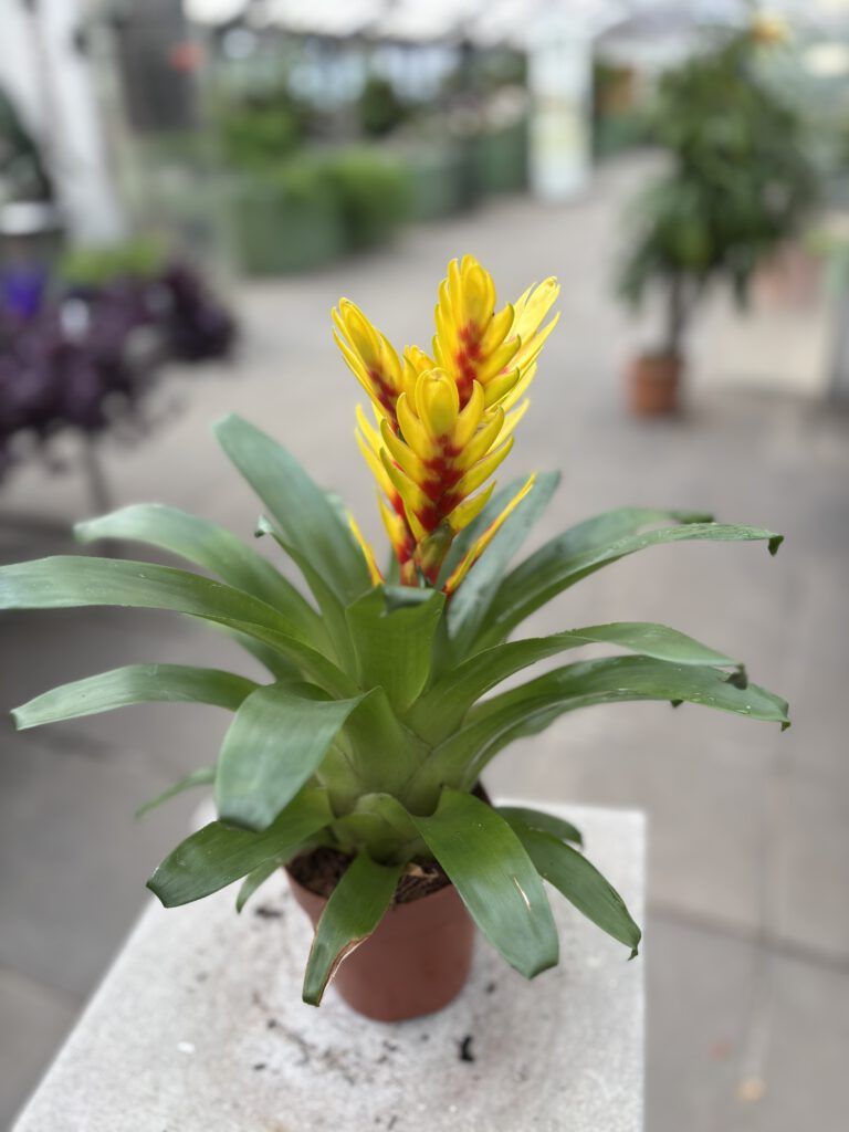 Vriesea maxoniana mit glänzend grüner Blattrosette und dekorativem Blütenstand