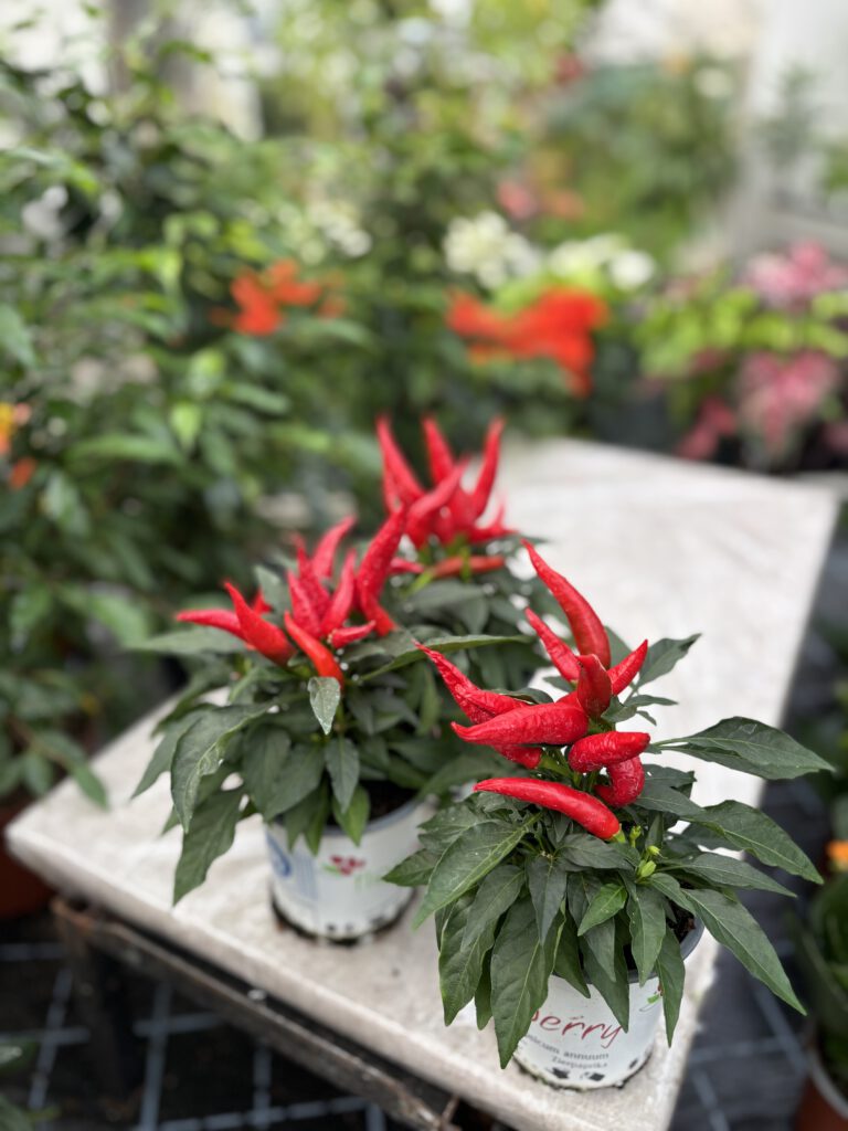 Capsicum annuum – Paprika- und Chilipflanze mit grünen Blättern und reifen farbigen Früchten