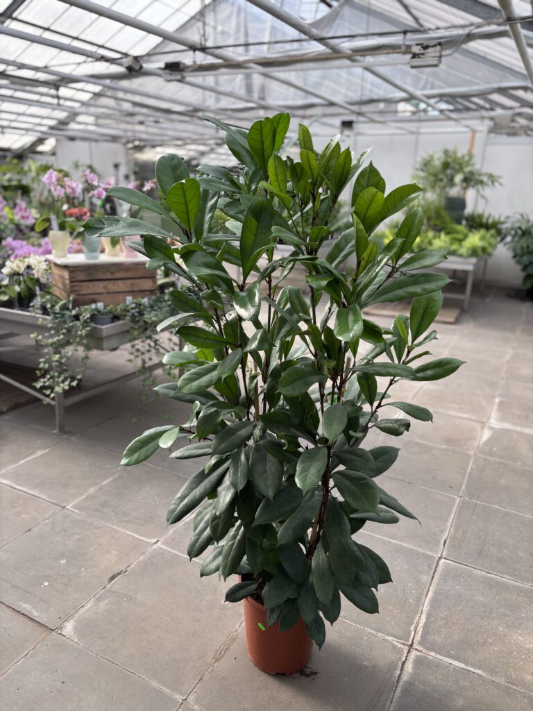 Ficus cyathistipula – Afrikanische Feige mit kräftigen dunkelgrünen glänzenden Blättern