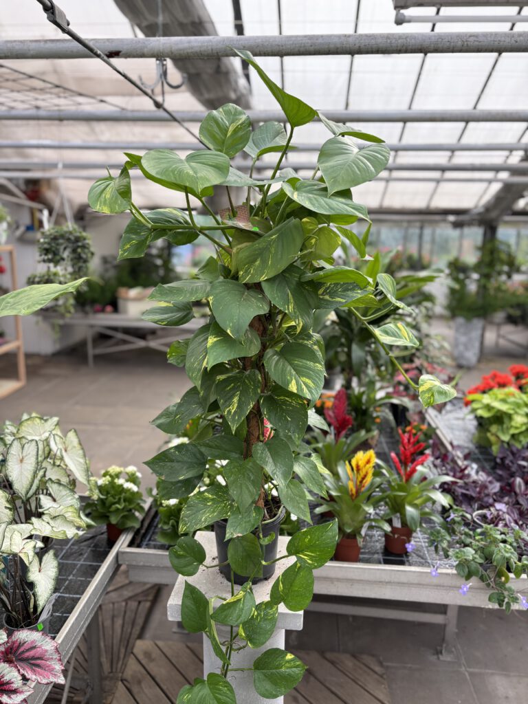 Epipremnum aureum – Efeutute mit herzförmigen grünen und gelb panaschierten Blättern