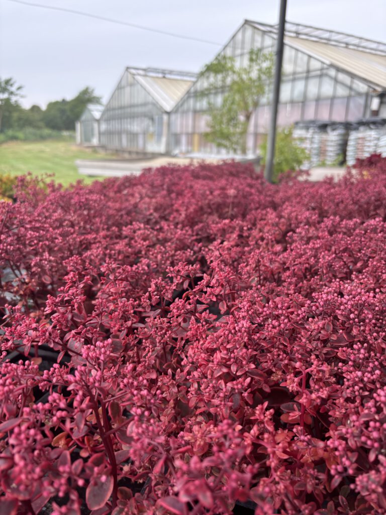 Sedum SunSparkler – kompakte Fetthenne mit intensiv gefärbtem sukkulentem Laub und rosafarbenen Blüten