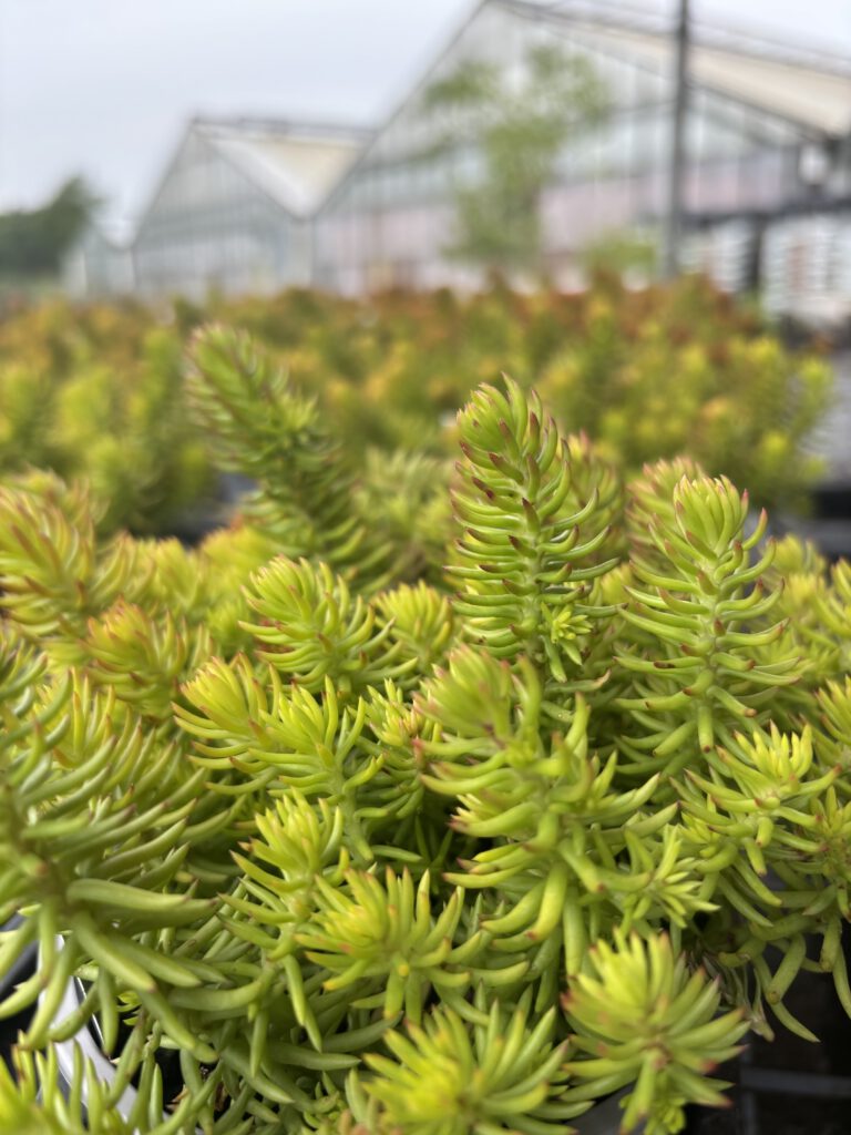 Petrosedum rupestre – Felsen-Fetthenne mit nadelartigen sukkulenten Blättern und leuchtend gelben Blüten
