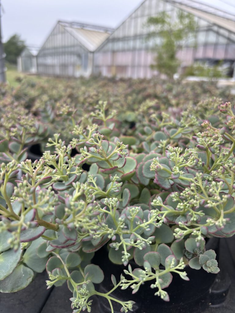 Hylotelephium sieboldii – Siebolds Fetthenne mit blaugrünen sukkulenten Blättern und rosafarbenen Blüten